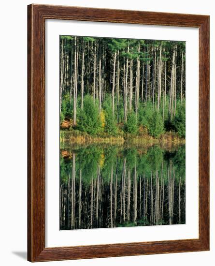 Eastern White Pines in Meadow Lake, Headwaters to the Lamprey River, New Hampshire, USA-Jerry & Marcy Monkman-Framed Photographic Print