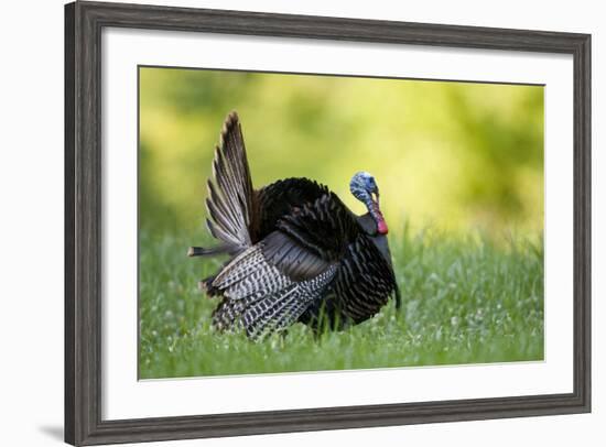 Eastern Wild Turkey Gobbler Strutting, Holmes, Mississippi, Usa-Richard ans Susan Day-Framed Photographic Print