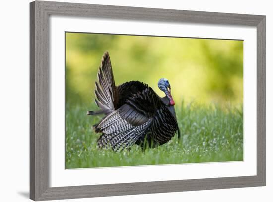 Eastern Wild Turkey Gobbler Strutting, Holmes, Mississippi, Usa-Richard ans Susan Day-Framed Photographic Print