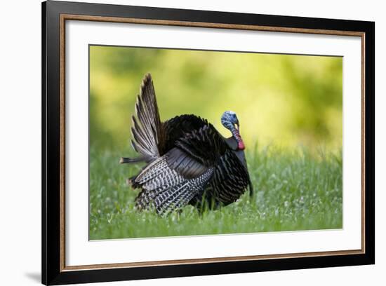 Eastern Wild Turkey Gobbler Strutting, Holmes, Mississippi, Usa-Richard ans Susan Day-Framed Photographic Print