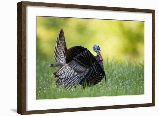 Eastern Wild Turkey Gobbler Strutting, Holmes, Mississippi, Usa-Richard ans Susan Day-Framed Photographic Print