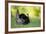 Eastern Wild Turkey Gobbler Strutting, Holmes, Mississippi, Usa-Richard ans Susan Day-Framed Photographic Print