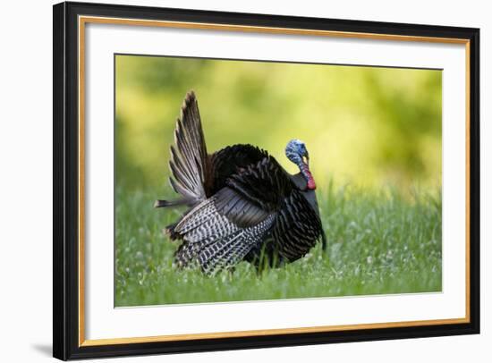 Eastern Wild Turkey Gobbler Strutting, Holmes, Mississippi, Usa-Richard ans Susan Day-Framed Photographic Print