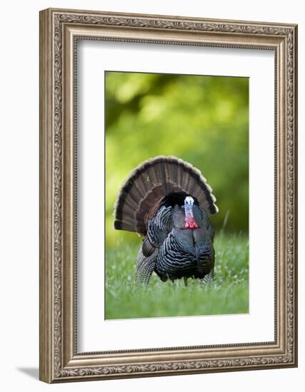 Eastern Wild Turkey Gobbler Strutting, Holmes, Mississippi, Usa-Richard ans Susan Day-Framed Photographic Print