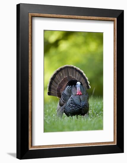 Eastern Wild Turkey Gobbler Strutting, Holmes, Mississippi, Usa-Richard ans Susan Day-Framed Photographic Print