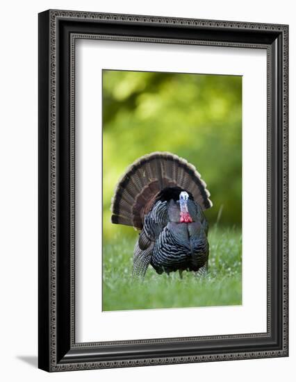 Eastern Wild Turkey Gobbler Strutting, Holmes, Mississippi, Usa-Richard ans Susan Day-Framed Photographic Print