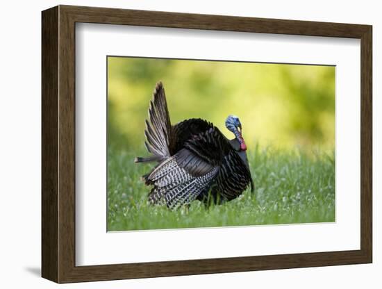 Eastern Wild Turkey Gobbler Strutting, Holmes, Mississippi, Usa-Richard ans Susan Day-Framed Photographic Print