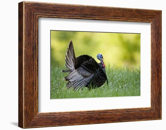 Eastern Wild Turkey Gobbler Strutting, Holmes, Mississippi, Usa-Richard ans Susan Day-Framed Photographic Print