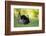 Eastern Wild Turkey Gobbler Strutting, Holmes, Mississippi, Usa-Richard ans Susan Day-Framed Photographic Print