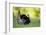 Eastern Wild Turkey Gobbler Strutting, Holmes, Mississippi, Usa-Richard ans Susan Day-Framed Photographic Print