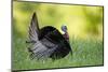 Eastern Wild Turkey Gobbler Strutting, Holmes, Mississippi, Usa-Richard ans Susan Day-Mounted Photographic Print