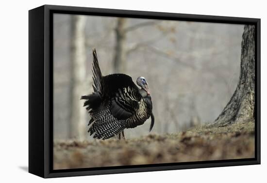 Eastern Wild Turkey Gobbler Strutting, Stephen A. Forbes State Park, Marion County, Illinois-Richard and Susan Day-Framed Premier Image Canvas