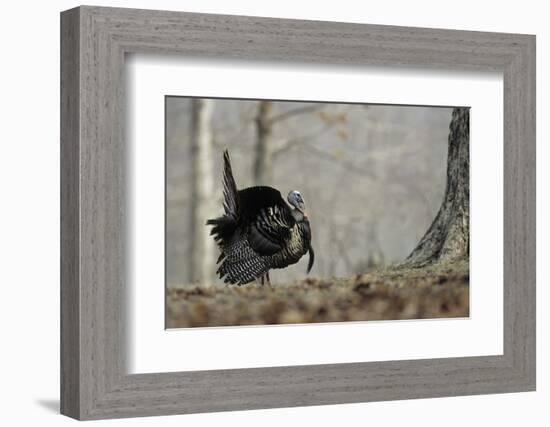 Eastern Wild Turkey Gobbler Strutting, Stephen A. Forbes State Park, Marion County, Illinois-Richard and Susan Day-Framed Photographic Print