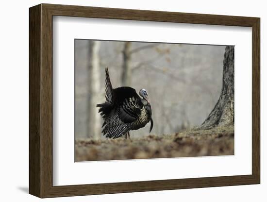 Eastern Wild Turkey Gobbler Strutting, Stephen A. Forbes State Park, Marion County, Illinois-Richard and Susan Day-Framed Photographic Print