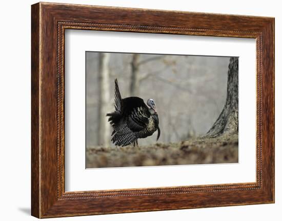 Eastern Wild Turkey Gobbler Strutting, Stephen A. Forbes State Park, Marion County, Illinois-Richard and Susan Day-Framed Photographic Print