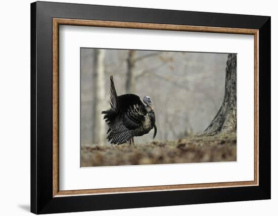 Eastern Wild Turkey Gobbler Strutting, Stephen A. Forbes State Park, Marion County, Illinois-Richard and Susan Day-Framed Photographic Print