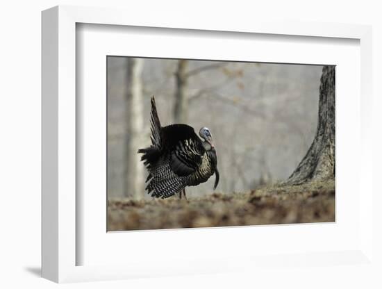 Eastern Wild Turkey Gobbler Strutting, Stephen A. Forbes State Park, Marion County, Illinois-Richard and Susan Day-Framed Photographic Print