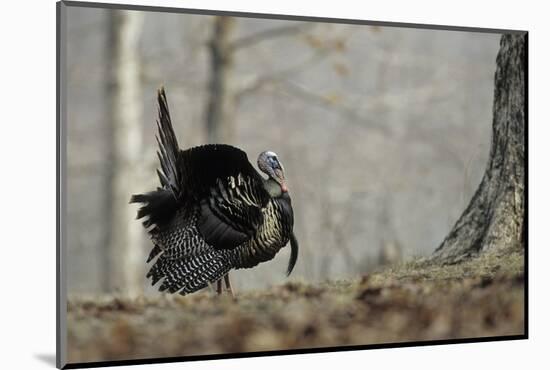 Eastern Wild Turkey Gobbler Strutting, Stephen A. Forbes State Park, Marion County, Illinois-Richard and Susan Day-Mounted Photographic Print