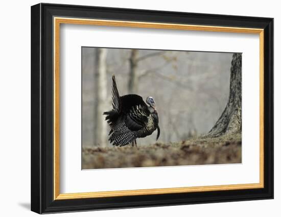 Eastern Wild Turkey Gobbler Strutting, Stephen A. Forbes State Park, Marion County, Illinois-Richard and Susan Day-Framed Photographic Print