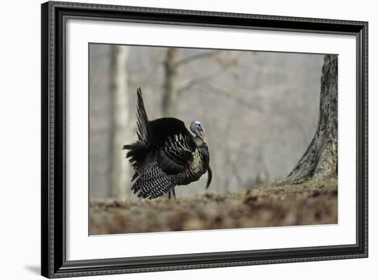 Eastern Wild Turkey Gobbler Strutting, Stephen A. Forbes State Park, Marion County, Illinois-Richard and Susan Day-Framed Photographic Print