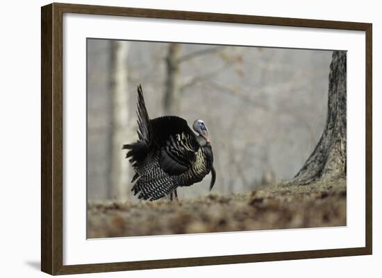 Eastern Wild Turkey Gobbler Strutting, Stephen A. Forbes State Park, Marion County, Illinois-Richard and Susan Day-Framed Photographic Print