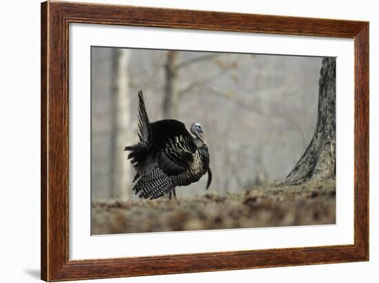 Eastern Wild Turkey Gobbler Strutting, Stephen A. Forbes State Park, Marion County, Illinois-Richard and Susan Day-Framed Photographic Print