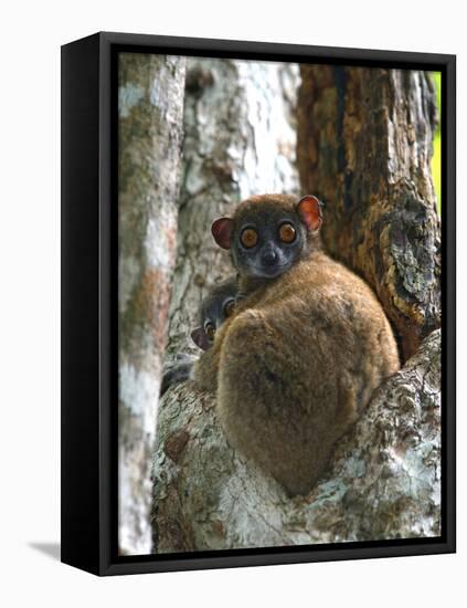 Eastern Woolly Lemur (Avahi Laniger), Madagascar-Andres Morya Hinojosa-Framed Premier Image Canvas