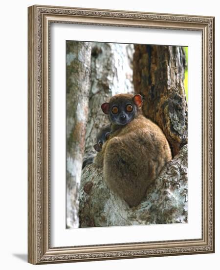 Eastern Woolly Lemur (Avahi Laniger), Madagascar-Andres Morya Hinojosa-Framed Photographic Print