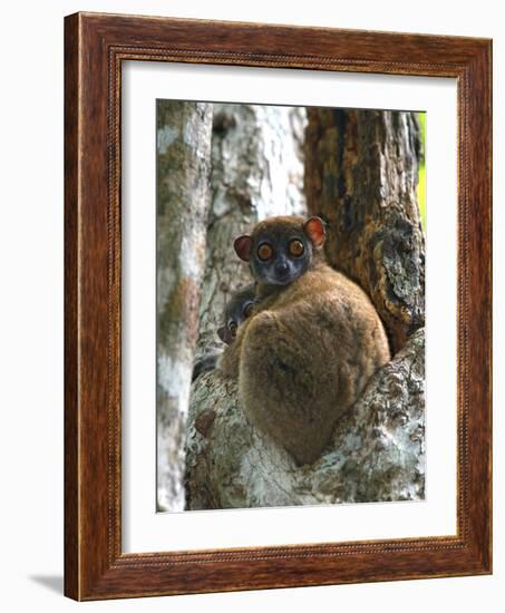 Eastern Woolly Lemur (Avahi Laniger), Madagascar-Andres Morya Hinojosa-Framed Photographic Print