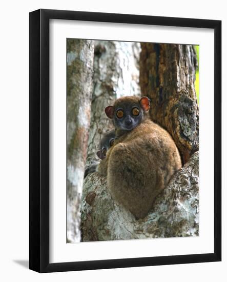 Eastern Woolly Lemur (Avahi Laniger), Madagascar-Andres Morya Hinojosa-Framed Photographic Print