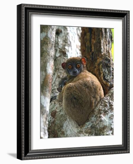 Eastern Woolly Lemur (Avahi Laniger), Madagascar-Andres Morya Hinojosa-Framed Photographic Print