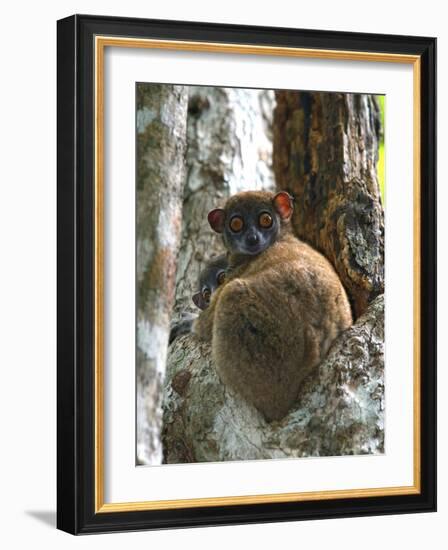 Eastern Woolly Lemur (Avahi Laniger), Madagascar-Andres Morya Hinojosa-Framed Photographic Print