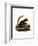 Eastern Woolly Lemur-null-Framed Giclee Print