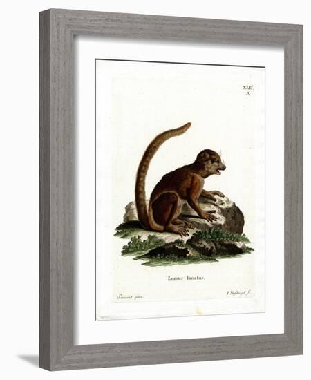 Eastern Woolly Lemur-null-Framed Giclee Print