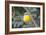 Eastern Yellow Robin, Australia-Howard Ruby-Framed Photographic Print