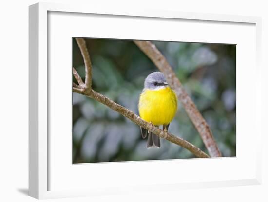 Eastern Yellow Robin, Australia-Howard Ruby-Framed Photographic Print