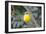 Eastern Yellow Robin, Australia-Howard Ruby-Framed Photographic Print