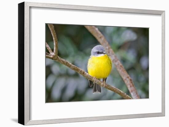 Eastern Yellow Robin, Australia-Howard Ruby-Framed Photographic Print