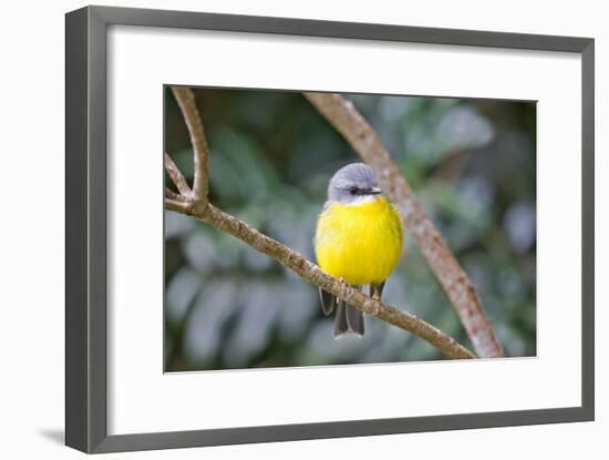 Eastern Yellow Robin, Australia-Howard Ruby-Framed Photographic Print