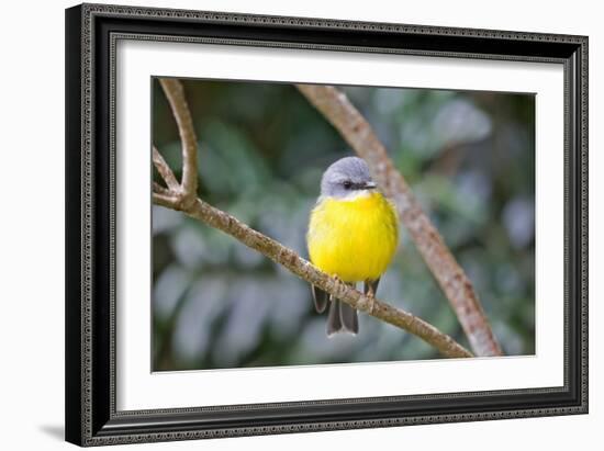 Eastern Yellow Robin, Australia-Howard Ruby-Framed Photographic Print