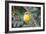 Eastern Yellow Robin, Australia-Howard Ruby-Framed Photographic Print