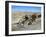 Easy Rider, Dennis Hopper, Peter Fonda, 1969-null-Framed Photo