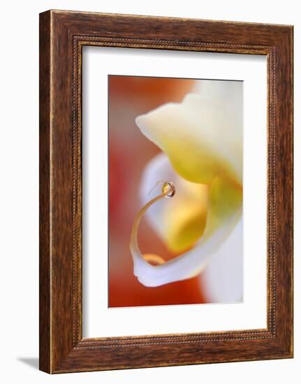 Eat me !-Heidi Westum-Framed Photographic Print