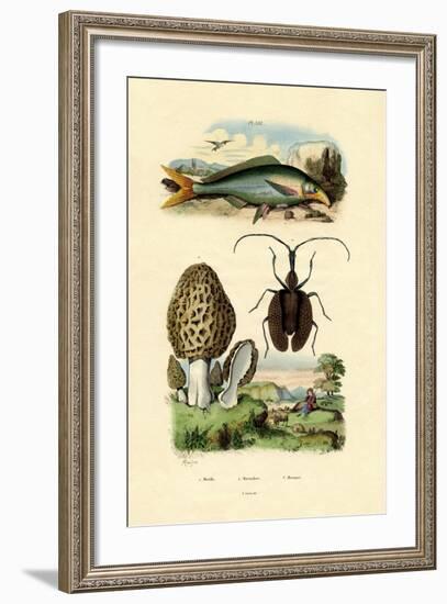 Eatable Morel, 1833-39-null-Framed Giclee Print