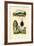 Eatable Morel, 1833-39-null-Framed Giclee Print