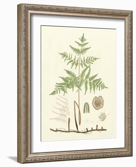 Eaton Ferns III-Daniel C. Eaton-Framed Art Print