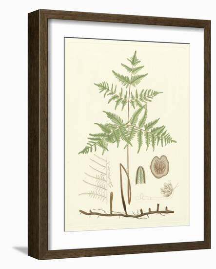 Eaton Ferns III-Daniel C. Eaton-Framed Art Print