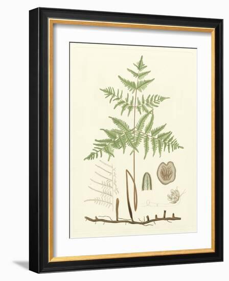 Eaton Ferns III-Daniel C. Eaton-Framed Art Print