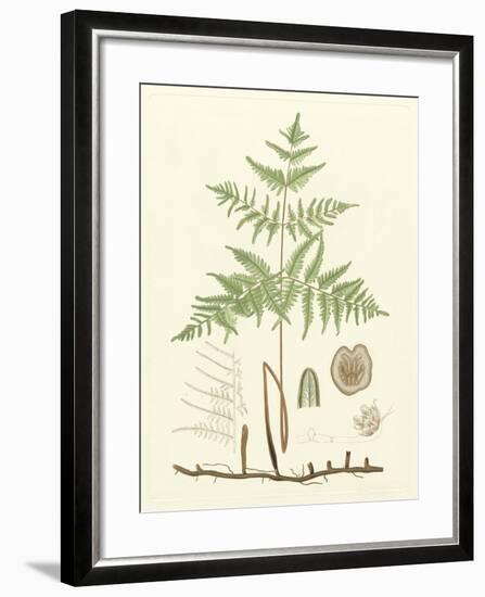 Eaton Ferns III-Daniel C. Eaton-Framed Art Print