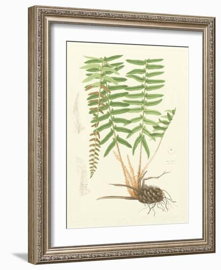 Eaton Ferns IV-Daniel C. Eaton-Framed Art Print